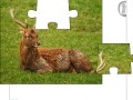 Joc Jigsaw: Young Deer