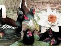 Joc Black swans and lotus puzzle