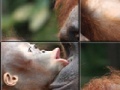 Joc Orangutan Baby Slider Puzzle 