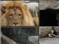Joc African Lion Slider Puzzle