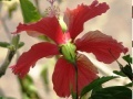 Joc Jigsaw: Pale red flower