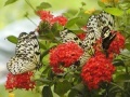 Joc Jigsaw: Butterfly Family 