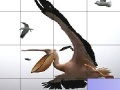 Joc Flying pelicans slide puzzle