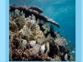 Joc Coral reef jigsaw
