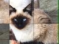 Joc Blue Eyed Cats Slide Puzzle