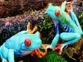 Joc Blue frogs slide puzzle