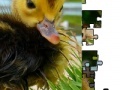 Joc Jigsaw: Little Duckling 