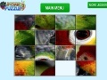 Joc Parrot Eye Slider