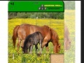 Joc Horse Puzzle