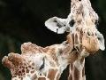 Joc Cute giraffes slide puzzle