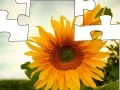 Joc Jigsaw: Sunflower 2