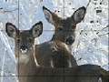 Joc Snow and deers slide puzzle