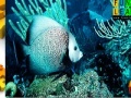 Joc Turquoise ocean fish puzzle