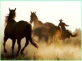 Joc Cowboy Horses Sliding
