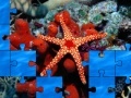 Joc Starfish
