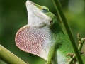 Joc Wild big chameleon puzzle