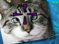 Joc Funny Cats