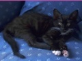 Joc Jigsaw World: Kittens