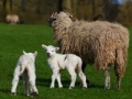 Joc Jigsaw: Sheep And Lamb