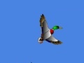 Joc I just seen a duck 