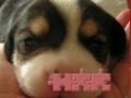 Joc Cute puzzle: Puppy