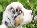 Joc Best dog slide puzzle