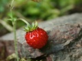 Joc Strawberry puzzle 