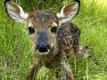 Joc Baby Fawn Jigsaw