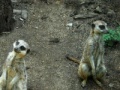 Joc Jigsaw: Two meerkats