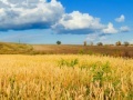 Joc Jigsaw: Golden Wheat Field
