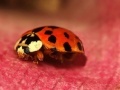 Joc Jigsaw: Pink Plant Ladybug