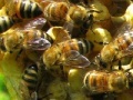 Joc Honeycomb - Hidden Bees