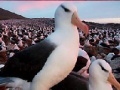 Joc Slide Puzzle: Seagull 