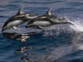 Joc Dolphins Sliding Puzzle