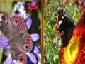 Joc Butterfly Similarities