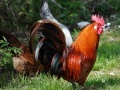 Joc Jigsaw: Rooster 