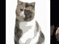 Joc Cute cats - memory matching