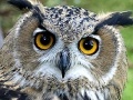 Joc Owl