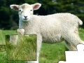 Joc Jigsaw: Lamb